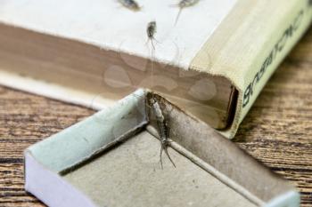 Insect feeding on paper - silverfish. Pest books and newspapers. silverfish in a matchbox.
