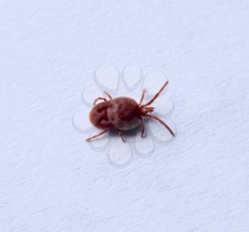 Red velvet mite on white sheet of paper. Macro shooting of velvet plaster mite