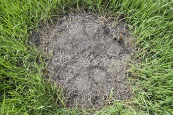 Ordinary ants on an anthill. Social insects.
