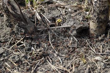 Ordinary ants on an anthill. Social insects.