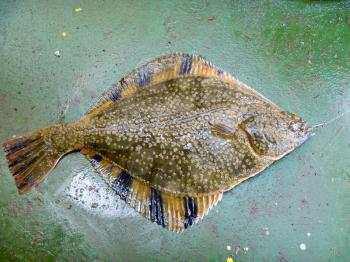 Flounder on the deck. Fishing on the boat. Bottom fish.