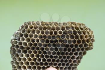 Hornet's nest is polist with honey reserves in honeycombs. Wasps polist. The nest of a family of wasps which is taken a close-up.