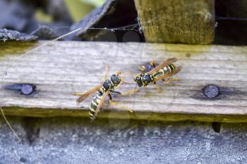 Two wasps polists sit opposite each other in a shed
