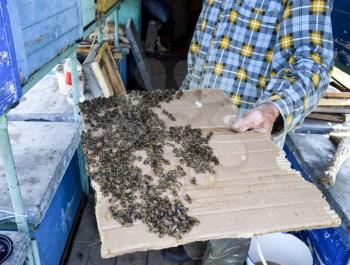 A large congestion of bees on a sheet of cardboard. Swarming of the bees. Honey bee