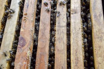 Open bee hive. Plank with honeycomb in the hive. The bees crawl along the hive. Honey bee