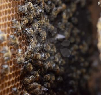 Honey bees on the home apiary. The technology breeding of honey bees.