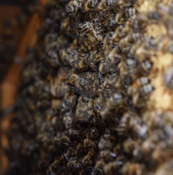 A dense cluster of swarms of bees in the nest. Working bees, drones and uterus in a swarm of bees. Honey bee. Accumulation of insects