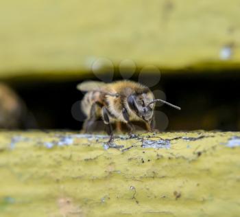 Closeup of honey bee at the entrance to the hive. Honey bees on the home apiary. The technology breeding of honey bees.