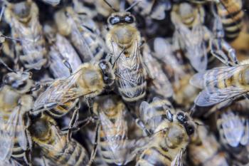 Macro photograph of bees. Dance of the honey bee. Bees in a bee hive on honeycombs. Honey bees on the home apiary. The technology breeding of honey bees.