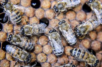 Macro photograph of bees. Dance of the honey bee. Bees in a bee hive on honeycombs. Honey bees on the home apiary. The technology breeding of honey bees.