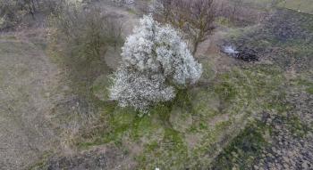Blooming cherry plum. A plum tree among dry grass. White flowers of plum trees on the branches of a tree. Spring garden