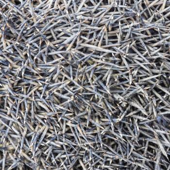 Texture hedgehog needles. The surface of the hedgehog back.
