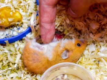 Finger to stroke the belly of a hamster. Hamster home in keeping in captivity. Hamster in sawdust. Red hamster.