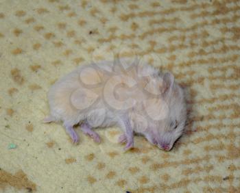 Dead hamster lying on the carpet. The dead home rodent hamster.