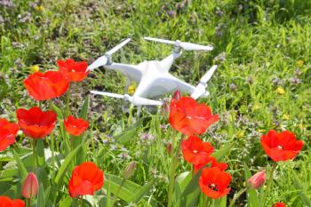 Krasnodar, Russia - April 14, 2017: Quadrocopter DJI Phantom 4 is located on a meadow with red tulip flowers.