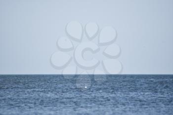 Sea line of the horizon. Sea and sky. The waves and glare of the sun are reflected from the waves of the sea. Seascape