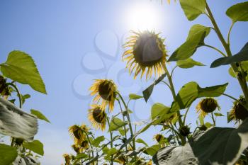 A view from below on blooming sunflowers. Sunflower field