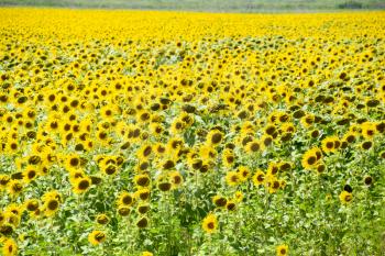 Flowering sunflowers in the field. Sunflower field on a sunny day. field of blooming sunflowers on a background sunset
