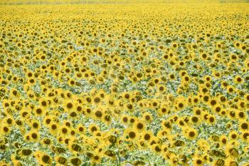 Flowering sunflowers in the field. Sunflower field on a sunny day. field of blooming sunflowers on a background sunset