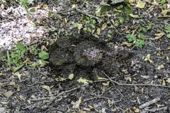 heap of cow dung on the ground in the forest