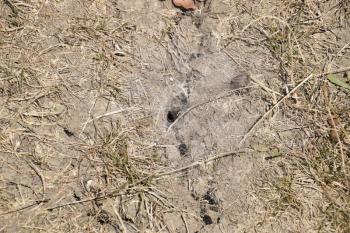 Mink with a spider web of wolf spiders. Hunting network