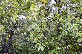 Wild apple tree. Branches with apples in the forest