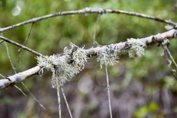 Moss on a tree branch. Green moss on a dead dead tree branch