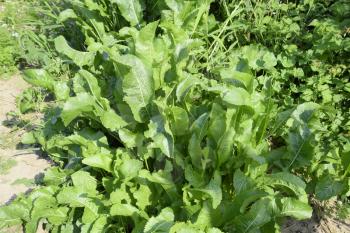 Plant horseradish. Spicy plant in the garden. Horse-radish is common in the garden