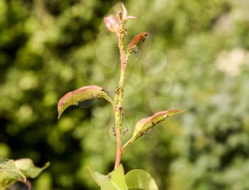 Ants graze a colony of aphids on young pear shoots. Pests of plant aphids