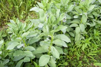 A row of beans in the garden. Green leaves and flowers of beans. Green shoots of beans