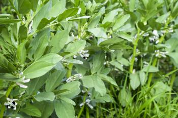 A row of beans in the garden. Green leaves and flowers of beans. Green shoots of beans