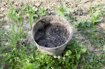 bucket full of manure. A bucket with shit for fertilization in the garden