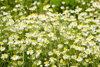 Glade of flowers of chamomiles. Flowering chamomile