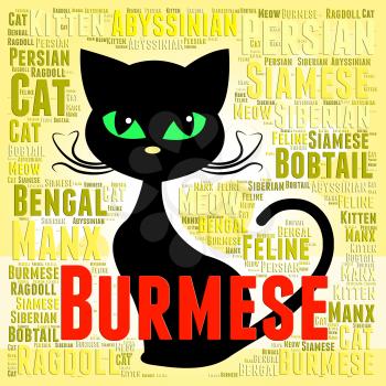 Burmese Cat Indicating Felines Offspring And Pedigreed