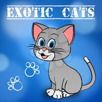 Exotic Cats Meaning Feline Pets And Puss