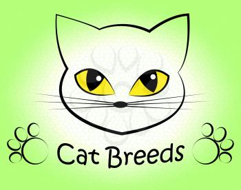 Cat Breeds Representing Felines Reproduce And Pet