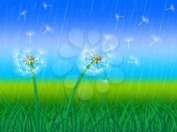 Dandelion Grass Representing Wildflower Outdoor And Grassy