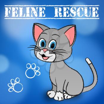 Feline Rescue Indicating Pets Felines And Kitten