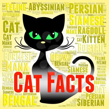 Cat Facts Meaning Information Pedigree And Pet