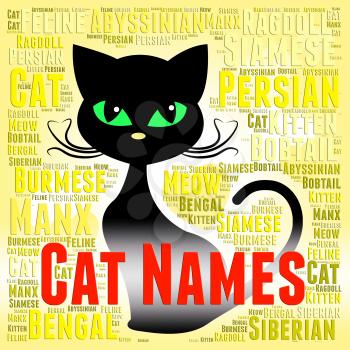 Cat Names Indicating Kitty And Feline Identity