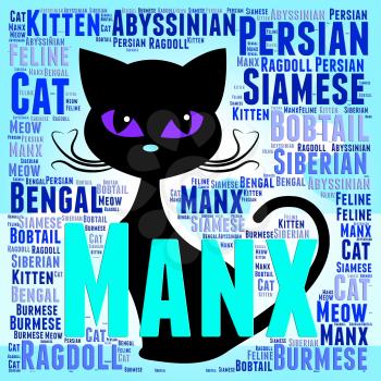 Manx Cat Indicating Breeds Pets And Kitty