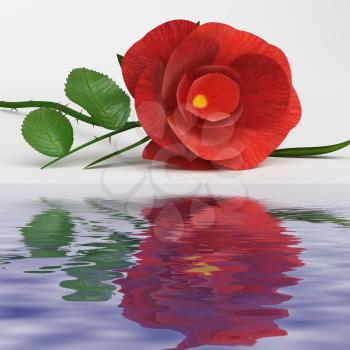 Reflection Rose Meaning Find Love And Tenderness