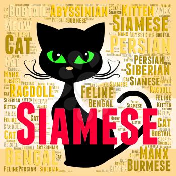 Siamese Cat Meaning Reproducing Offspring And Domestic
