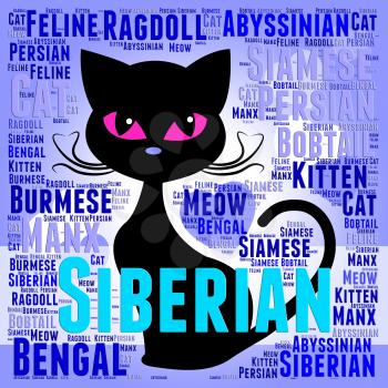 Siberian Cat Representing Breeding Puss And Breed