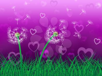 Sky Dandelion Showing Heart Shape And Grassy