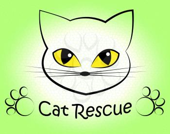 Cat Rescue Showing Felines Pedigree And Pet
