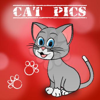 Cat Pics Meaning Photos Puss And Pictures