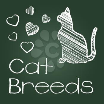 Cat Breeds Indicating Breeding Pet And Reproducing