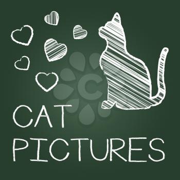 Cat Pictures Indicating Photo Pet And Pedigree