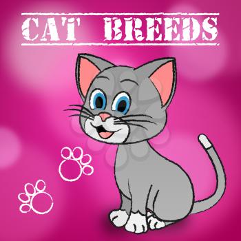 Cat Breeds Representing Pets Husbandry And Reproduce